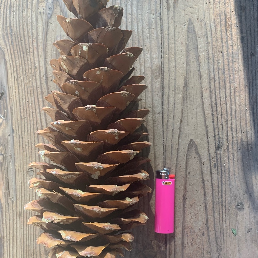 🌲GIANT pine cones🌲